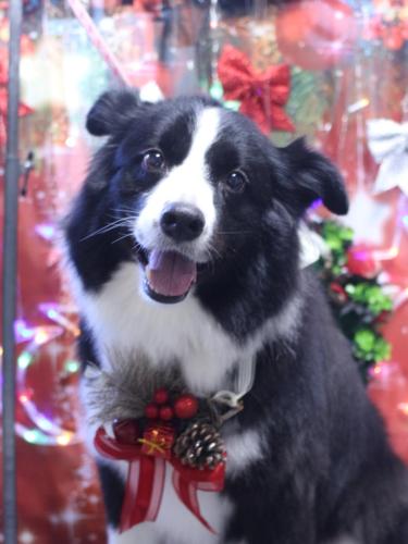 20231203ウィルくん